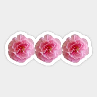 Three Pink Carnations Floral Photo Sticker
